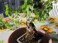 Capsicum rhomboideum